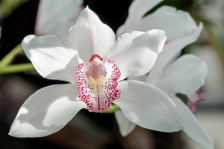 Karakteristika for cymbidium-orkideen